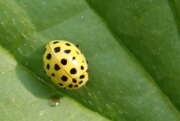 Thumbnail 427716 A