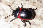Thumbnail 427725 B