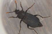 Thumbnail 427727 B