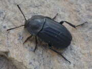 Thumbnail 427728 B