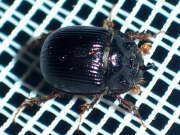 Thumbnail 427740 B
