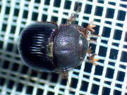 Thumbnail 427741 A