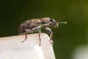 Thumbnail 427757 B