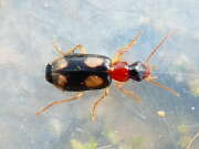 Thumbnail 427861 B