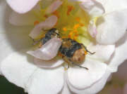 Thumbnail 427881 B