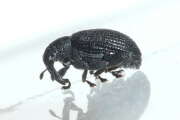 Thumbnail 427902 A