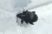 Thumbnail 427902 B
