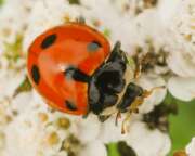 Thumbnail 428074 A