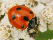 Thumbnail 428074 B