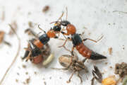 Thumbnail 428092 B