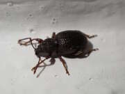 Thumbnail 428132 B