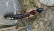Thumbnail 428537 B