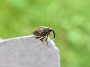 Thumbnail 428615 B
