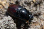 Thumbnail 428714 A