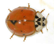 Thumbnail 428728 B