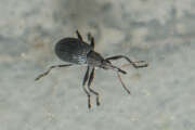 Thumbnail 428836 A