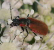 Thumbnail 428903 B