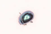 Thumbnail 429018 A