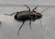 Thumbnail 429025 B