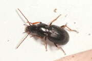 Thumbnail 429045 B