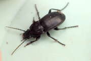 Thumbnail 429207 B