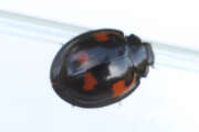 Thumbnail 429370 B