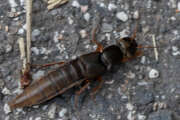 Thumbnail 429446 A