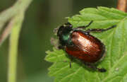 Thumbnail 429522 B