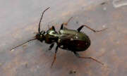 Thumbnail 429534 B