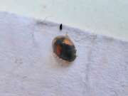 Thumbnail 429543 B