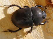 Thumbnail 429614 B