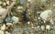 Thumbnail 429648 A