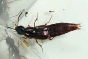Thumbnail 429712 A