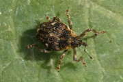 Thumbnail 429716 B