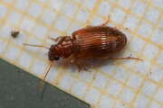 Thumbnail 429730 B