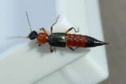Thumbnail 429754 B