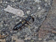 Thumbnail 429767 B