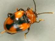 Thumbnail 429846 B