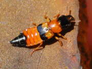 Thumbnail 429854 B