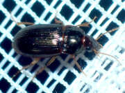 Thumbnail 430031 A