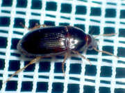 Thumbnail 430031 B
