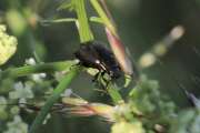 Thumbnail 430044 B