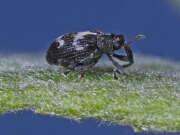Thumbnail 430062 A