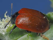 Thumbnail 430065 A