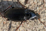 Thumbnail 430133 B