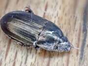 Thumbnail 430157 B