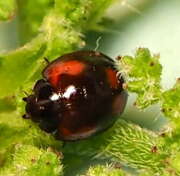 Thumbnail 430183 A