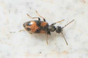 Thumbnail 430431 A