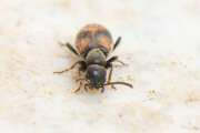 Thumbnail 430431 B