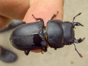 Thumbnail 430433 B